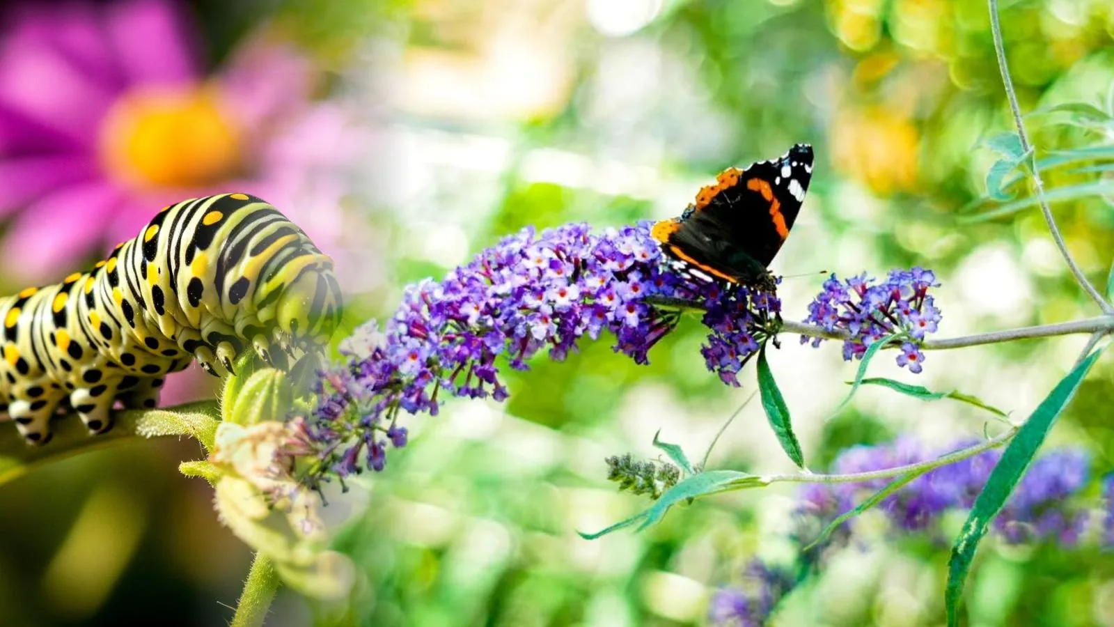 Von der Raupe zum Schmetterling